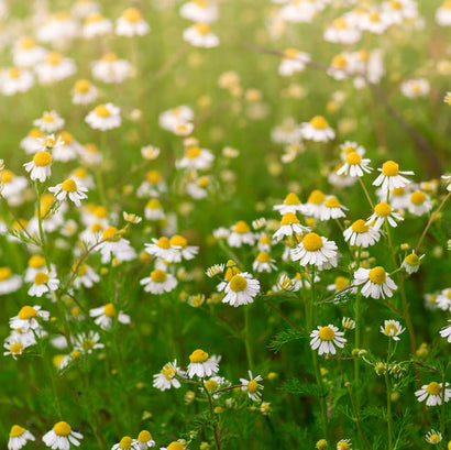 Chamomile